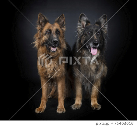german shepherds in studio german shepherds in studio 75403016