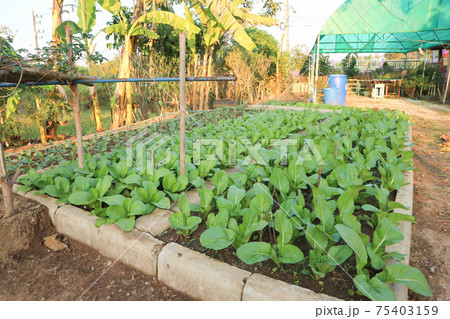 brassica juncea, green lettuce or lettuce brassica juncea, green lettuce or lettuce 75403159