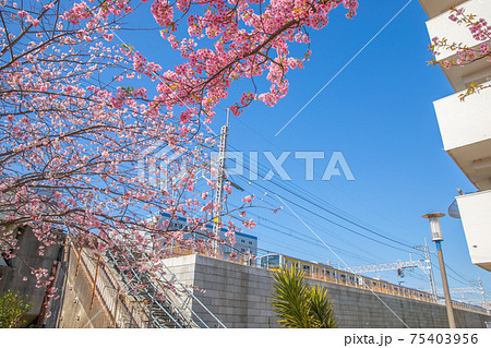 東京都　旧中川の河津桜 75403956