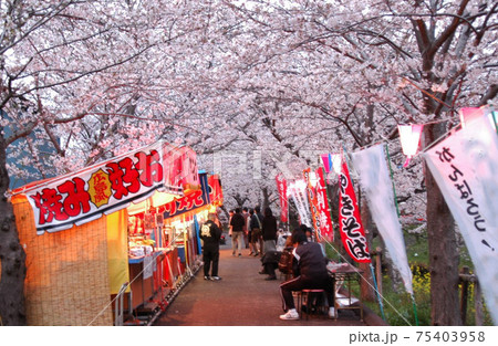 桜祭りのにぎわい 桜祭りのにぎわい 75403958