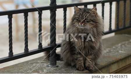 Funny furry adult tiger green-eyed cat sitting on the embankment and looks out to sea. 75403975