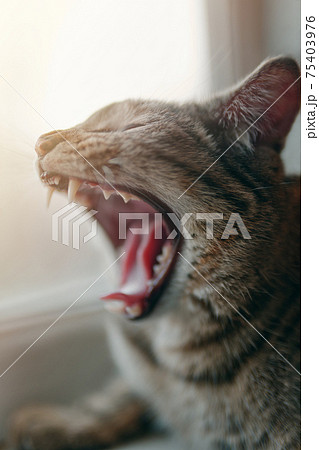 Tabby pussycat yawns. Tabby pussycat yawns. 75403976