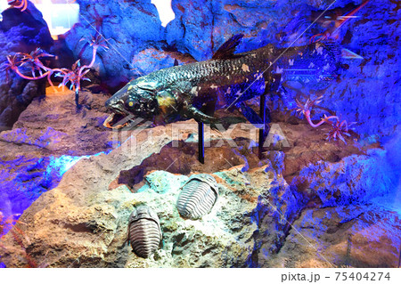 シーラカンスの剥製 75404274