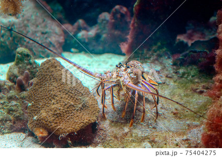 A snapshot of spiny lobster in a natural habitat on the seabed. 75404275