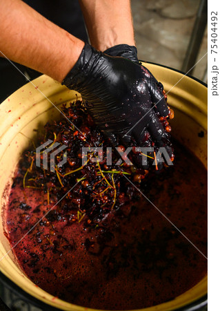 A man squeezes the juice from the grapes with his hands on wine, home-made wine. 75404492