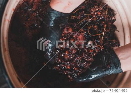 A man squeezes the juice from the grapes with his hands on wine, home-made wine. 75404493