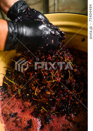 Winemaking at home, squeezing grape juice by hand, the natural fermentation process. 75404494