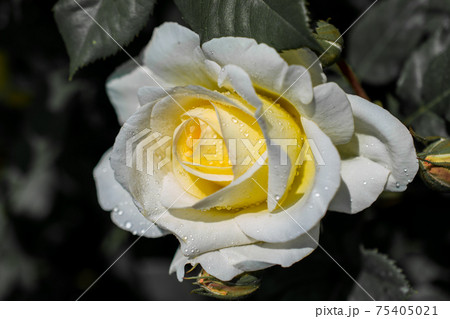 Fresh rose flower in garden 75405021