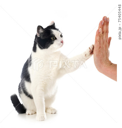 feral cat in studio 75405448