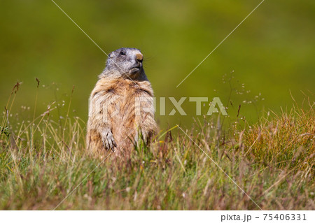 Alpine marmot standing on rear legs and looking out for danger on horizon Alpine marmot standing on rear legs and looking out for danger on horizon 75406331