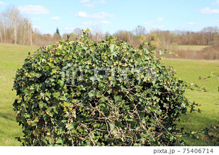 Springtime beginning at surroundings of Zagreb, Croatia 75406714