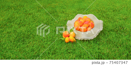 Banner freshly harvested apricots fruit on green grass background. Bunch of ripe organic apricots banner. Local produce harvest fruit concept. Clean eating healthy fruit summer dessert apricot orchard 75407347