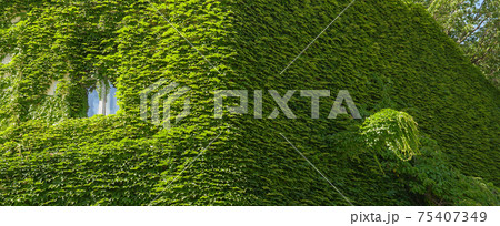 Vine creeper around window on facade house covered wild grape vertical plants green eco home Ivy clad building. Green facade banner eco house evergreen hedge wall overgrown by wild grapes covered ivy Vine creeper around window on facade house covered wild grape vertical plants green eco home Ivy clad building. Green facade banner eco house evergreen hedge wall overgrown by wild grapes covered ivy 75407349