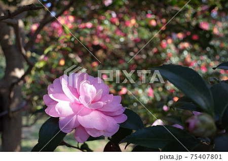 薄紅 山茶花 75407801