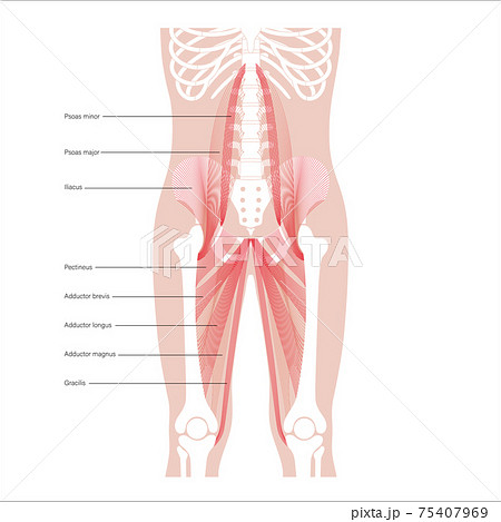Pelvis bones and muscle  75407969