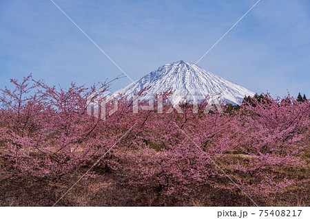 静岡県 大石寺境内の河津桜と富士山の写真素材