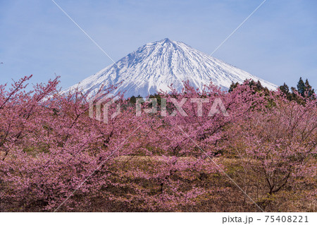 (静岡県)大石寺境内の河津桜と富士山 (静岡県)大石寺境内の河津桜と富士山 75408221