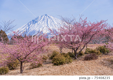 静岡県 大石寺境内の河津桜と富士山の写真素材