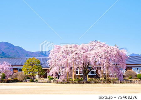 杵原学校の枝垂桜：長野県飯田市 75408276