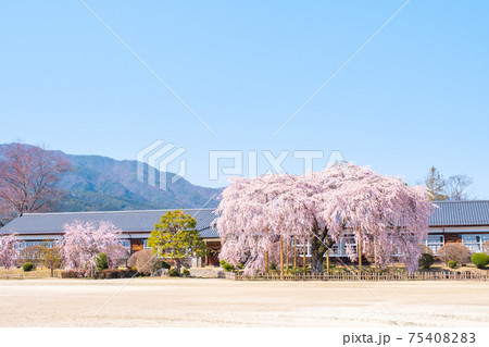 杵原学校の枝垂桜：長野県飯田市 75408283