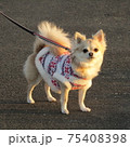 チワワ　夕陽 75408398