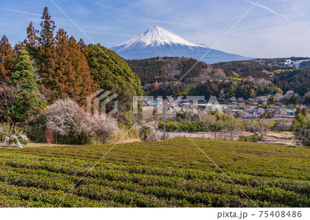(静岡県)富士宮の山里、八幡宮の茶畑と富士山 (静岡県)富士宮の山里、八幡宮の茶畑と富士山 75408486