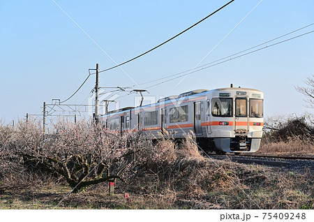 梅花と御殿場線電車 75409248