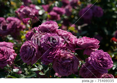 満開の薔薇 プラムパーフェクトの写真素材