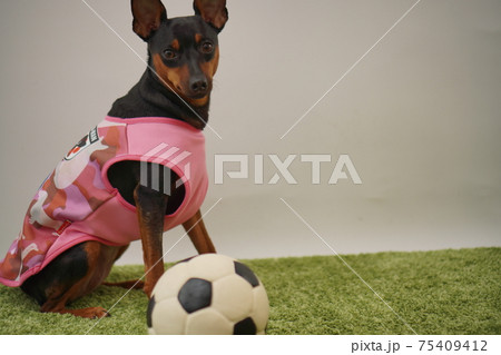 ミニチュアピンシャー姉弟 サッカー衣装 日本代表 写真142 ミニチュアピンシャー姉弟 サッカー衣装 日本代表 写真142 75409412
