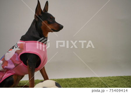 ミニチュアピンシャー姉弟　サッカー衣装　写真144 75409414