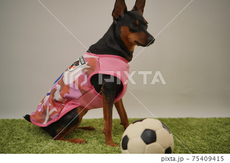 ミニチュアピンシャー姉弟　サッカー衣装　日本代表　写真145 75409415