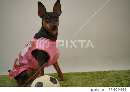 ミニチュアピンシャー姉弟　サッカー衣装　日本代表　写真152 75409441