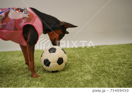 ミニチュアピンシャー姉弟　サッカー衣装　日本代表　写真159 75409450