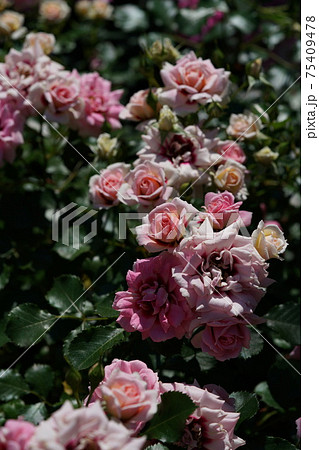 満開の薔薇 プリンセスバビロン 75409478