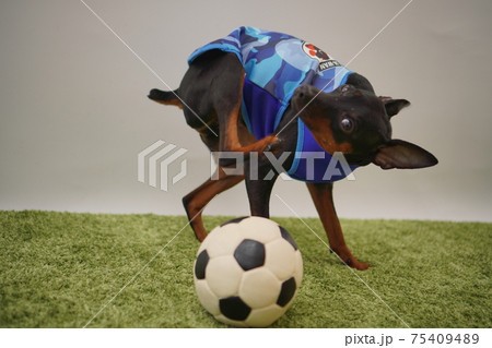 ミニチュアピンシャー姉弟 サッカー衣装 写真 ミニチュアピンシャー姉弟 サッカー衣装 写真 75409489