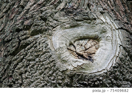 Tree surgery branch pruning wound scar 75409682