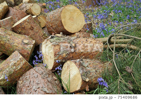 Conifer tree log pile 75409686