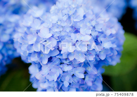 水色の紫陽花 水色の紫陽花 75409878