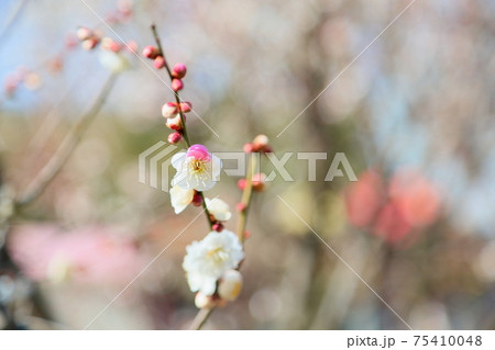 梅の花 思いのままの写真素材