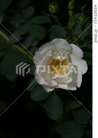 満開の白薔薇 ロサ カニナ イネルミス 満開の白薔薇 ロサ カニナ イネルミス 75410054