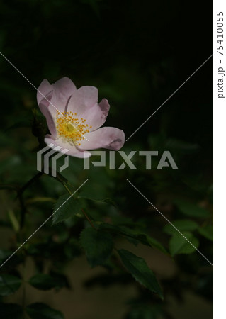 満開の白薔薇 ロサ カニナ イネルミス 満開の白薔薇 ロサ カニナ イネルミス 75410055