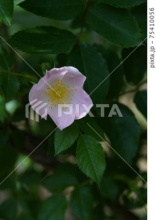満開の白薔薇 ロサ カニナ イネルミス 75410056