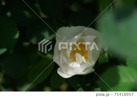 満開の白薔薇 ロサ カニナ イネルミス 75410057