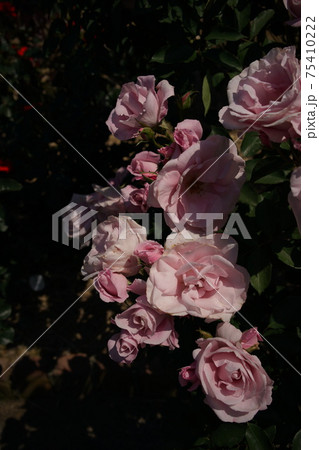 満開の薔薇 桜貝 75410222