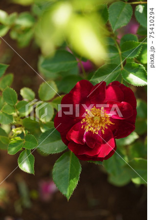 満開の赤薔薇 サングリア ナイトの写真素材