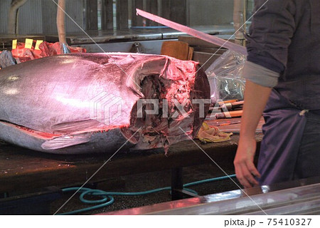 大間産本マグロの解体とマグロの競り。 75410327