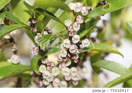 ヒサカキの花 ヒサカキの花 75410417