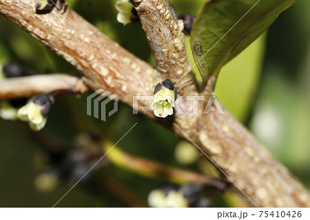 ヒサカキの花 ヒサカキの花 75410426
