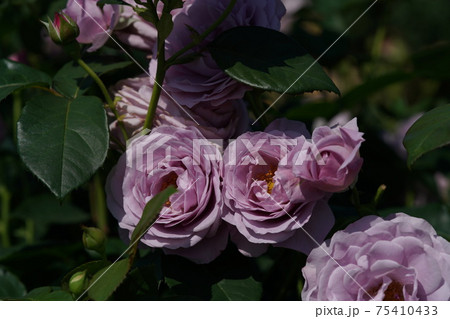 満開の薔薇 しのぶれど 75410433