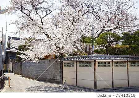 上七軒歌舞練場裏 桜の風景 上七軒歌舞練場裏 桜の風景 75410519
